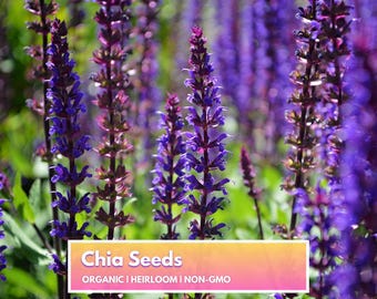 Organic Chia Seeds - Grow Your Own Superfood - Heirloom Non-GMO Flower Seeds for Home Gardener