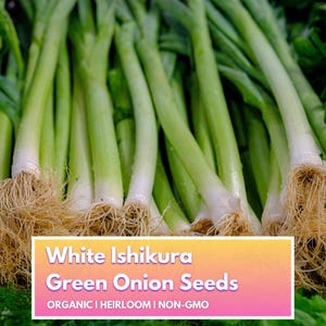 Organic Green Onion Scallion Seeds - Heirloom Non-GMO Vegetable Seeds for Home Gardener
