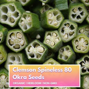Okra Clemson Spineless 80 - Organic Heirloom Non-GMO Premium Seeds