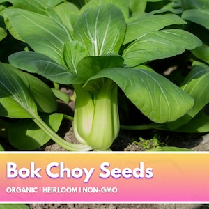 Baby Bok Choi - Organic Non-GMO Premium Seeds