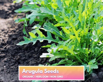 Organic Arugula Seeds - Heirloom Non-GMO Vegetable Seeds for Home Gardener