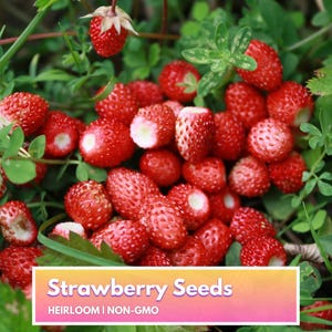 Alpine Strawberry Seeds - Heirloom Non-GMO Fruit Seeds for Home Gardener