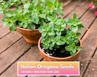 Organic Italian Oregano Seeds - Heirloom Non-GMO Herb Seeds for Home Gardener