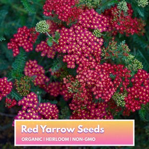 Organic Red Yarrow Seeds - Heirloom Non-GMO Flower Seeds for Home Gardener