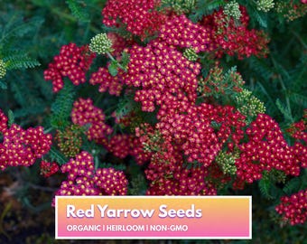 Organic Red Yarrow Seeds - Heirloom Non-GMO Flower Seeds for Home Gardener