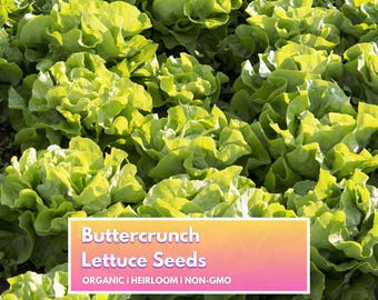 May include: A close-up of a field of Buttercrunch lettuce. The vibrant green leaves are tightly packed, with a slightly ruffled texture. The image includes a text overlay that reads "Buttercrunch Lettuce Seeds, ORGANIC | HEIRLOOM | NON-GMO."