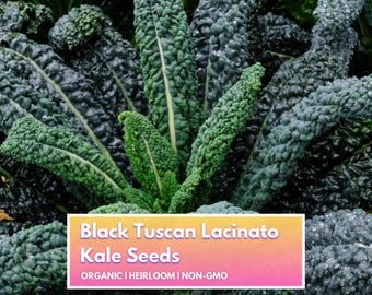 Organic Kale Seeds - Black Tuscan Lacinato "Dinosaur" - Heirloom Non-GMO Vegetable Seeds for Home Gardener