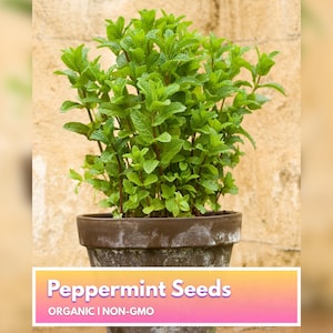 Organic Peppermint Seeds - Heirloom Non-GMO Herb Seeds for Home Gardener