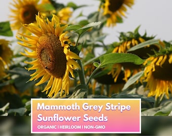 Organic Mammoth Grey Stripe Sunflower Seeds - Heirloom Non-GMO Flower Seeds for Home Gardener