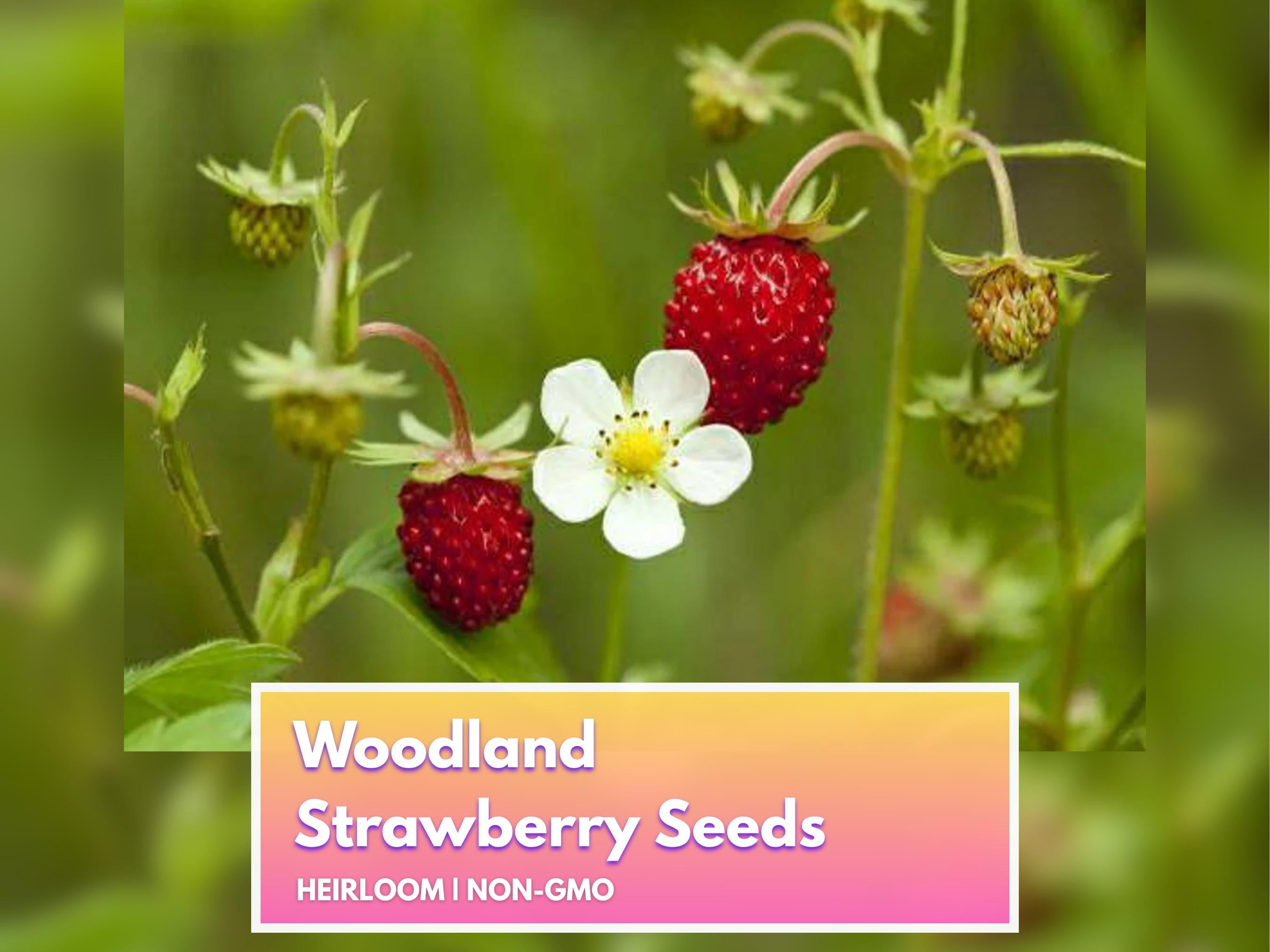 Woodland Strawberry Seeds - Heirloom Non-GMO Fruit Seeds for Home Gardener