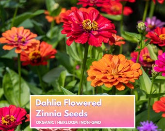 Organic Dahlia Flowered Zinnia Seeds - Heirloom Non-GMO Flower Seeds for Home Gardener