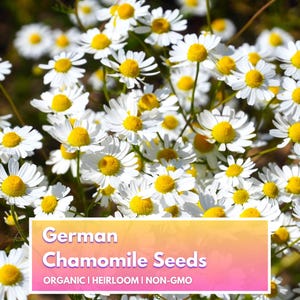Organic German Chamomile Seeds, Non-GMO Flower Seeds, Herb Heirloom Seeds, Matricaria Recutita, Gardening Essentials