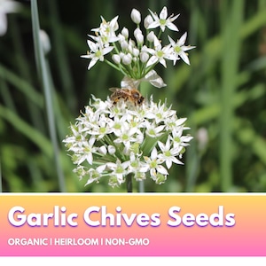Garlic Chives - Organic Heirloom Non-GMO Premium Seeds