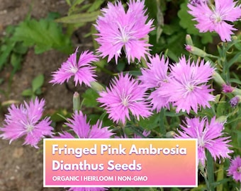 Organic Fringed Pink Ambrosia Dianthus Seeds - Heirloom Non-GMO Flower Seeds for Home Gardener