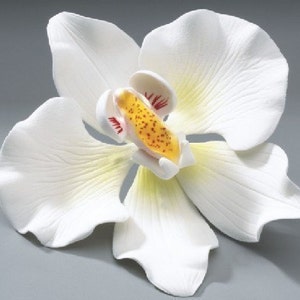 Könnte beinhalten: Nahaufnahme einer weißen Orchideenblüte. Die Blütenblätter sind weiß, mit einem gelb-orangenen Zentrum, das mit roten Akzenten versehen ist. Die feine Struktur und die Aderung der Blüte sind deutlich sichtbar, was einen natürlichen Eindruck erzeugt.