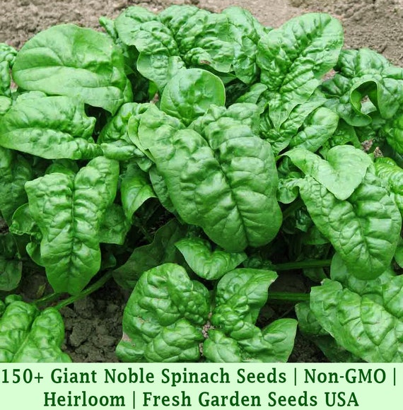 Grow all year Details about   Heirloom Giant Noble Spinach GMO Free 150 Seeds 