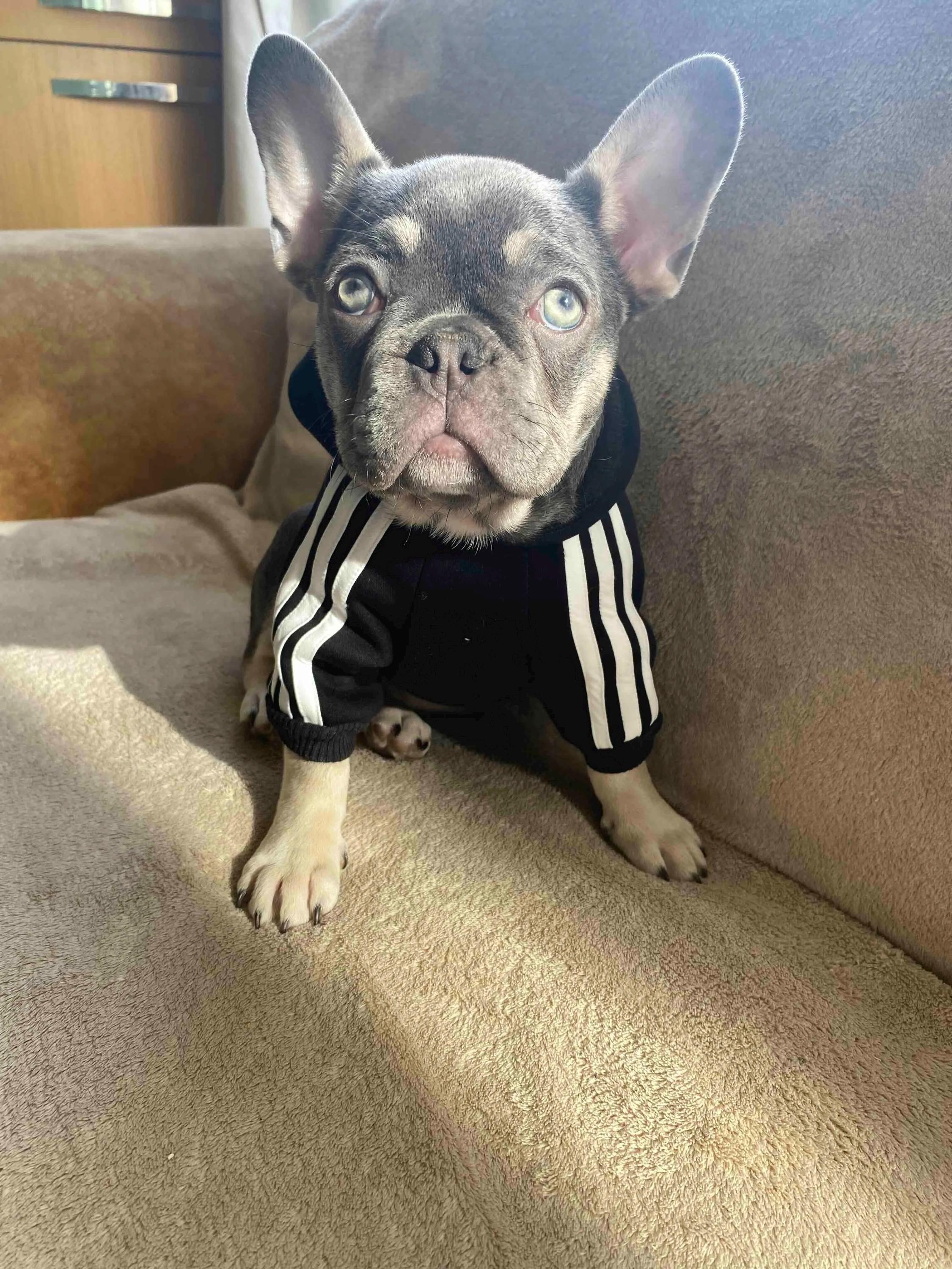 Adidas dog Italia
