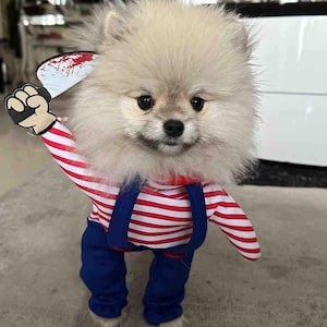 Puede incluir: Un perro Pomerania de color claro vestido con un disfraz de Halloween. El disfraz incluye una camisa a rayas rojas y blancas, pantalones azules con tirantes y un cuchillo de juguete con salpicaduras de sangre. El perro está sobre una alfombra gris.