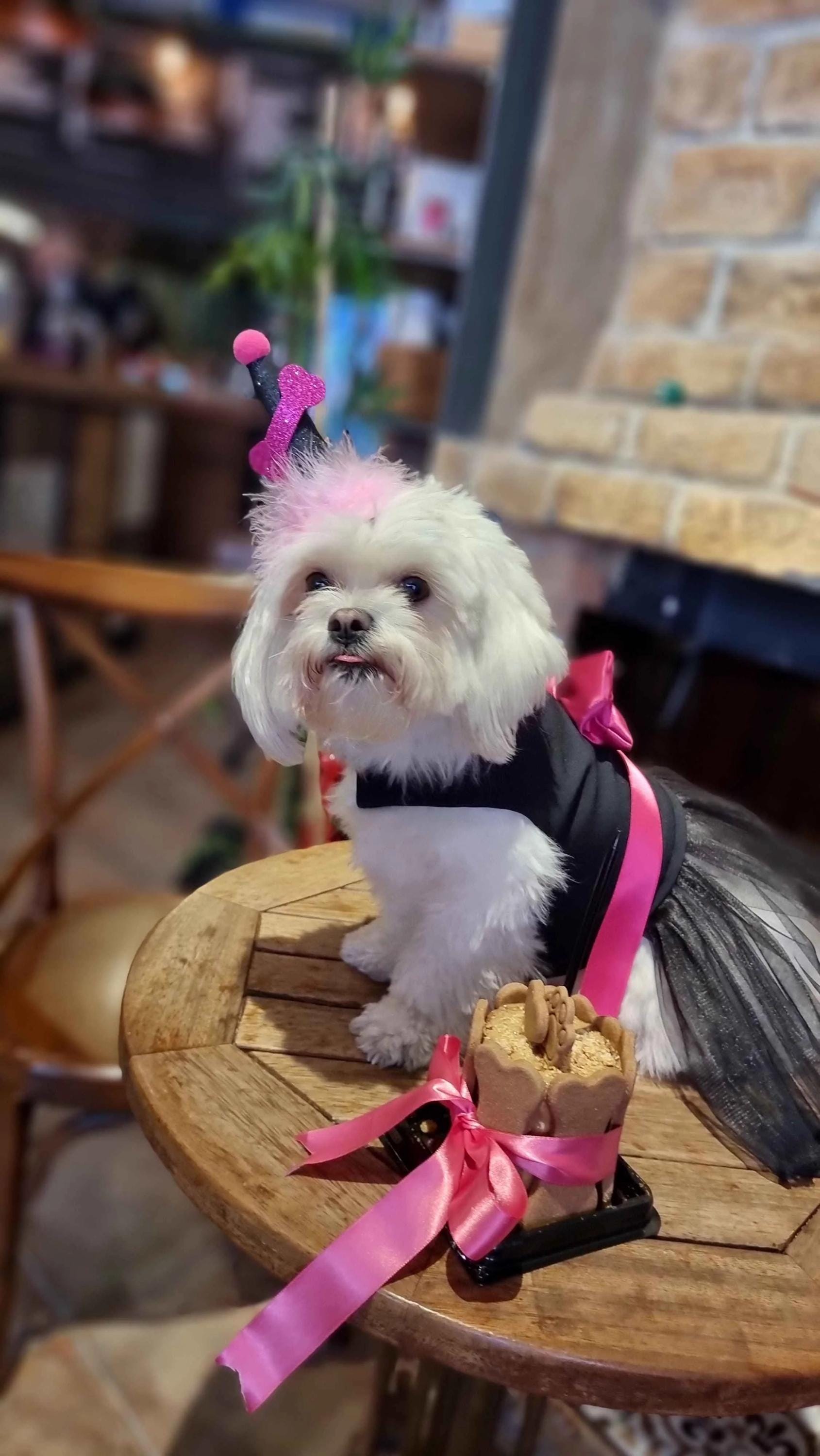 Black Tulle Dog & Cat Dress with Pink Bow – Elegant Pet Tutu for Special Occasions
