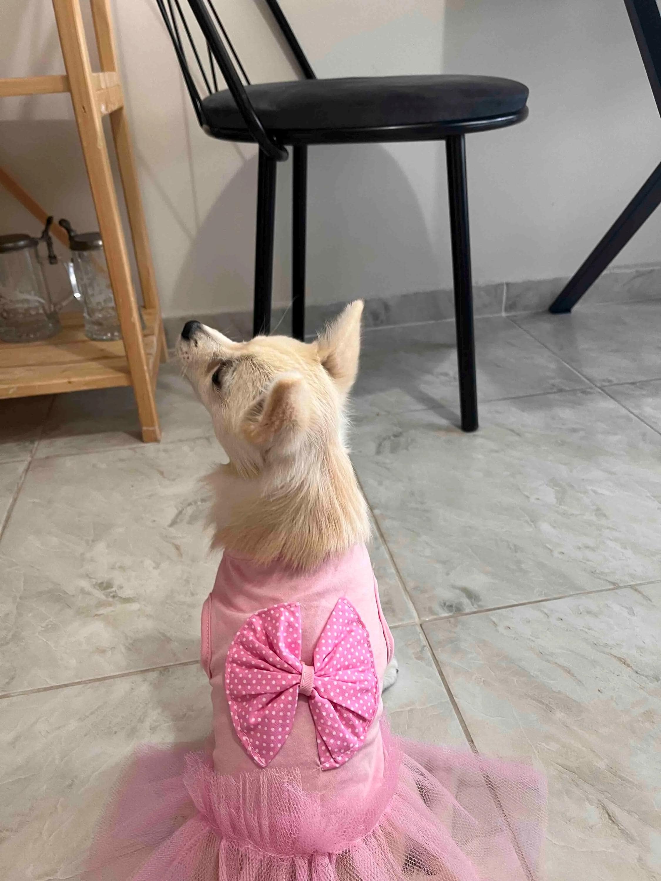 Pink Tutu Dog Dress: Small Pet Birthday Party Costume