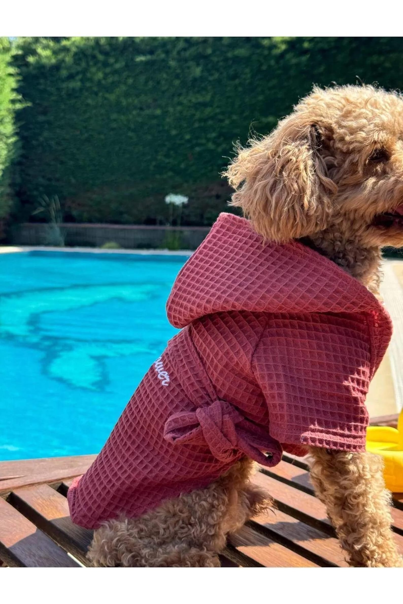 Dog Bathrobe With Hood – “had Shower” Embroidered Towel Robe for Small ...