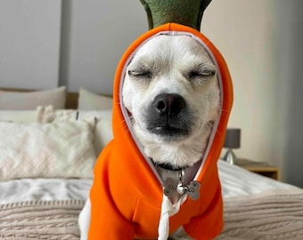Puede incluir: Un perro blanco pequeño con una sudadera con capucha naranja y un sombrero verde en forma de hoja. El perro tiene los ojos cerrados y lleva un collar con una etiqueta en forma de hueso. La sudadera tiene un cordón y ribete blancos.