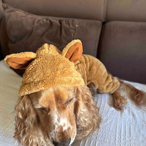 Peut inclure: Un chien Cocker Spaniel portant un costume de couleur beige avec un chapeau et des oreilles assortis. Le chien est allongé sur une surface blanche, avec un canapé marron en arrière-plan. Les yeux du chien sont fermés.