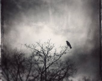 The Messenger PRINT - gothic crow photo, ethereal home decor moody dark art, dramatic spiritual tree bird mystical raven spirit animal totem