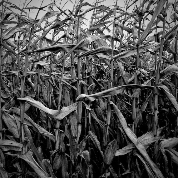 Corn Field Photo Black White Nature Corn Stalk Photo Nature Etsy