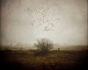 Before the Snow PRINT - birds tree fine art surreal photo, bedroom home decor, landscape nature photography neutral sepia Ontario gothic