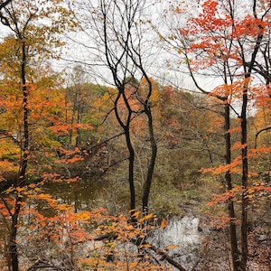 Rumination PRINT Autumn fall colors photo bare tree branches, home decor wall art photograph Ontario cottage orange October nature leaves image 1