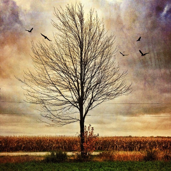 Lonely Tree Photo Home Decor Country Photo Landscape Etsy