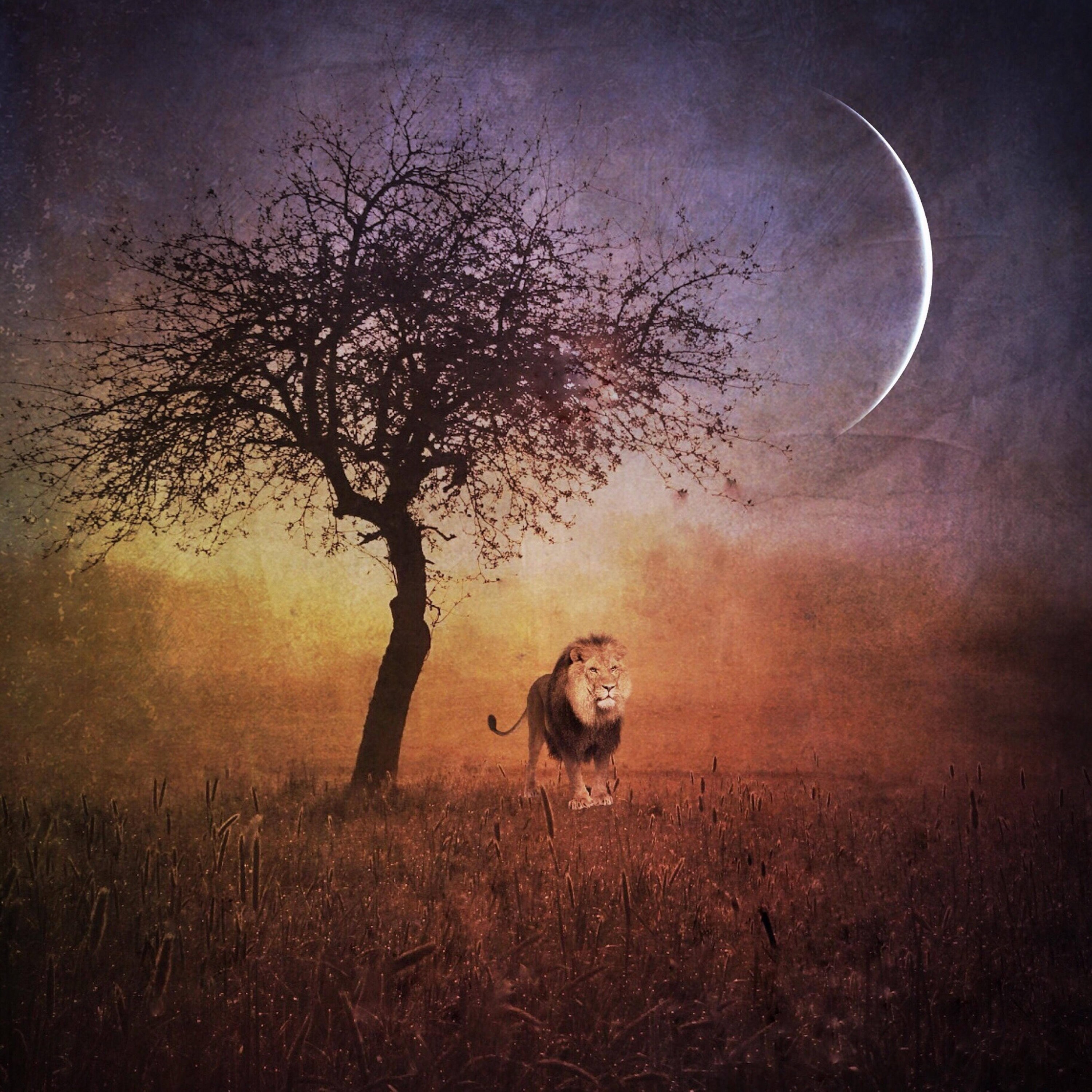 Leo New Moon PRINT - Surreal Landscape Lion Tree Art, Home