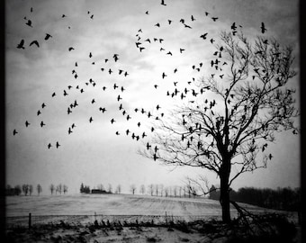 Metamorfosis - fotografía de árbol dramático IMPRESIÓN, decoración de bellas artes, pájaros volando, naturaleza oscura, paisaje melancólico, surrealista, ensueño, crecimiento, transformación gótica