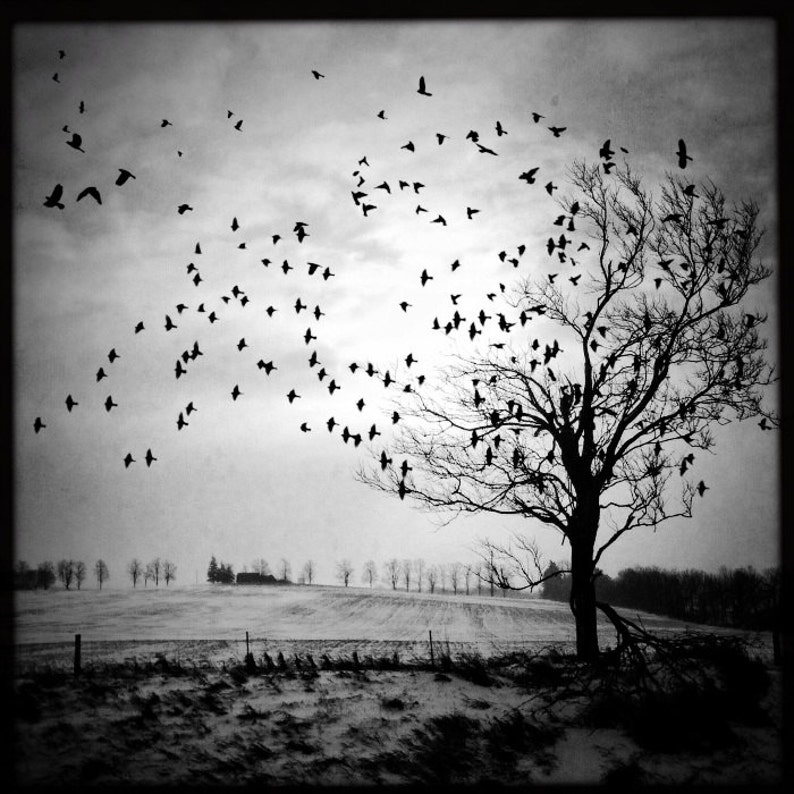 Metamorphosis dramatic tree photo PRINT, fine art decor birds flying dark nature moody landscape surreal dreamy growth transformation goth image 1