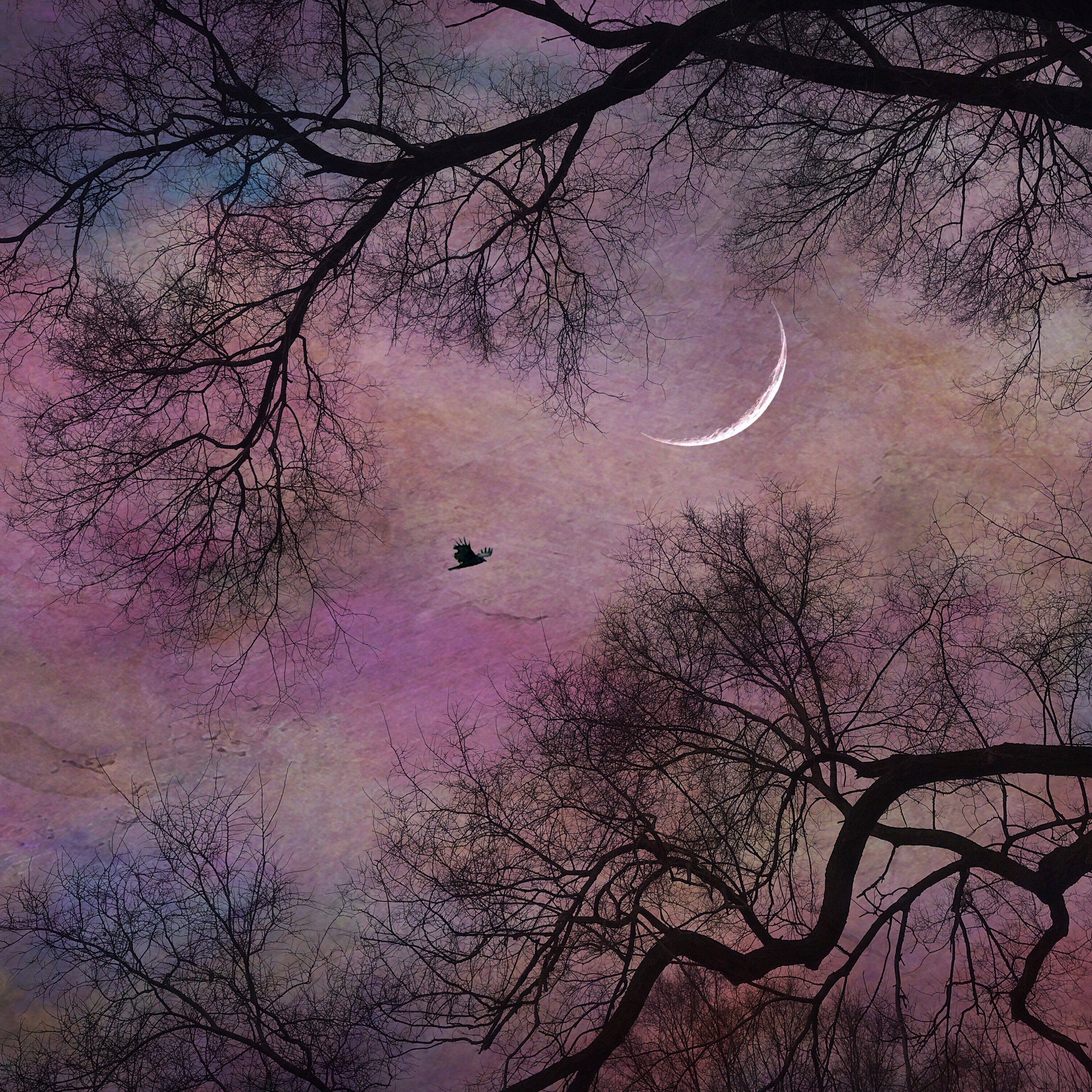 Ambient Nature PRINT - New Moon Photo Surreal Landscape Spring