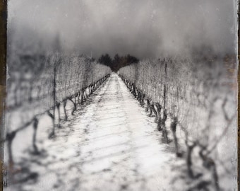 Winter Wine PRINT - vineyard photo black and white snow winery, home decor landscape, ontario, niagara, wine country, grapevines dramatic