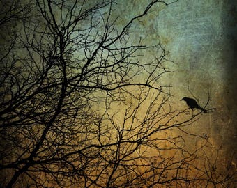 Stay Magical photo print branches bird crow raven, home decor wall art bedroom living room photograph dramatic tree gothic moody dark spooky