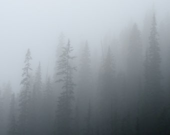 Ghost Pines PRINT - Forest Fog Photograph, Tree Photo Nature Photography Home Decor foggy surreal haunting peaceful landscape spooky trees