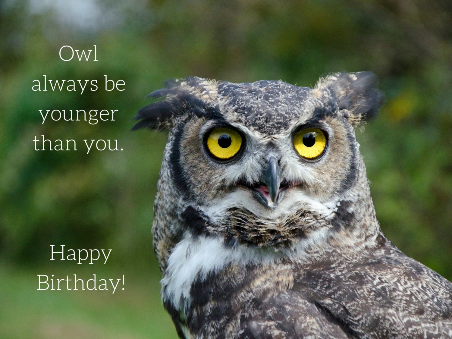 Birthday Owl Photo Greeting Card, 4x5 birthday cards blank inside, funny  humor silly, comical joking, happy birthday animal bird