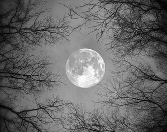 Solstice Moon PRINT - Full moon bare tree branch photo, black and white surreal nature sky moody gothic dark home decor wall art creepy fall