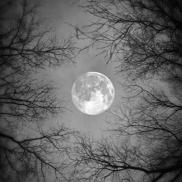 Solstice Moon PRINT - Full moon bare tree branch photo, black and white surreal nature sky moody gothic dark home decor wall art creepy fall