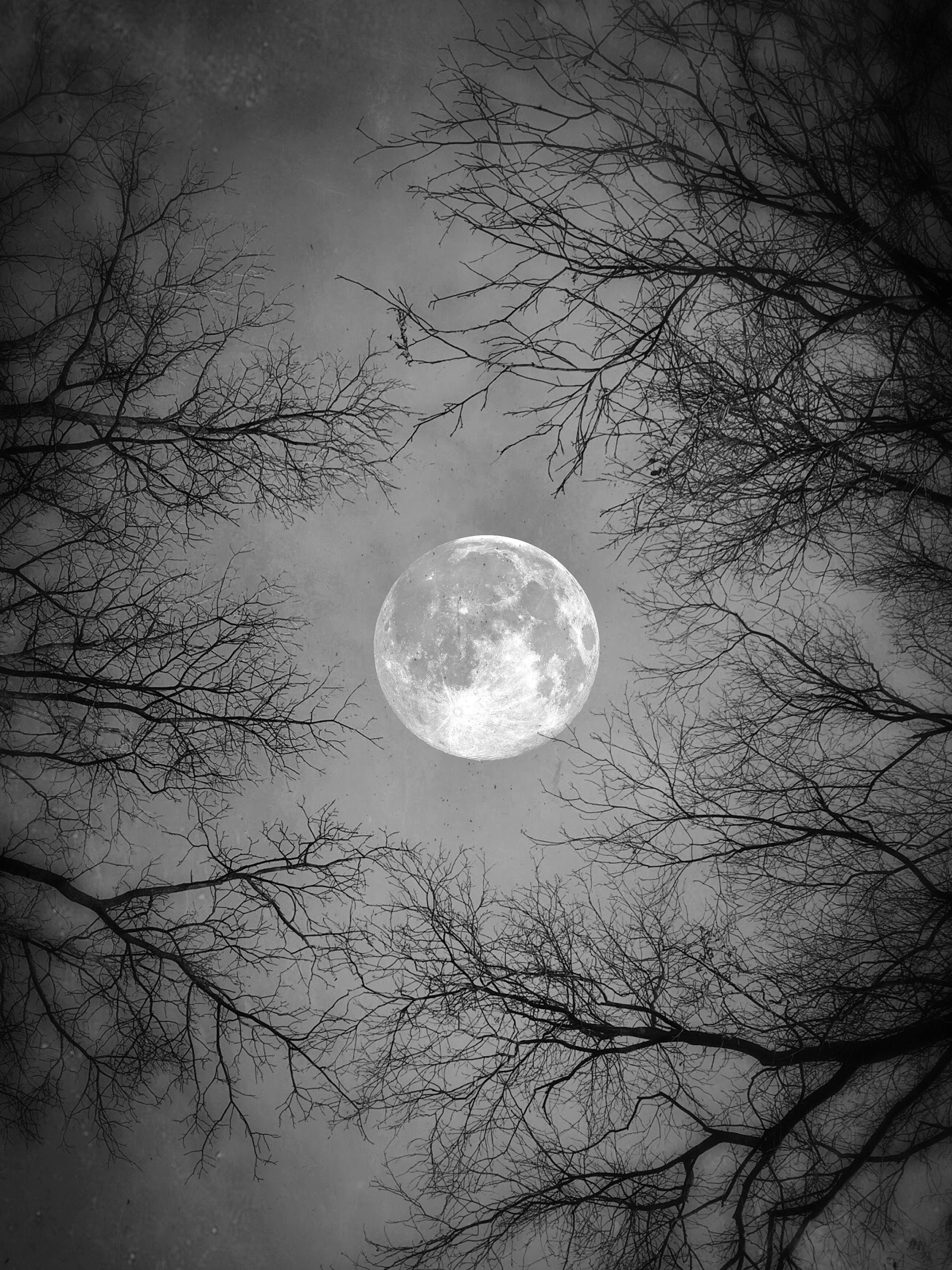 芸術写真 Nature Photograph Full Moon Art Print Solstice Moon PRINT - Full Moon Bare Tree Branch Photo