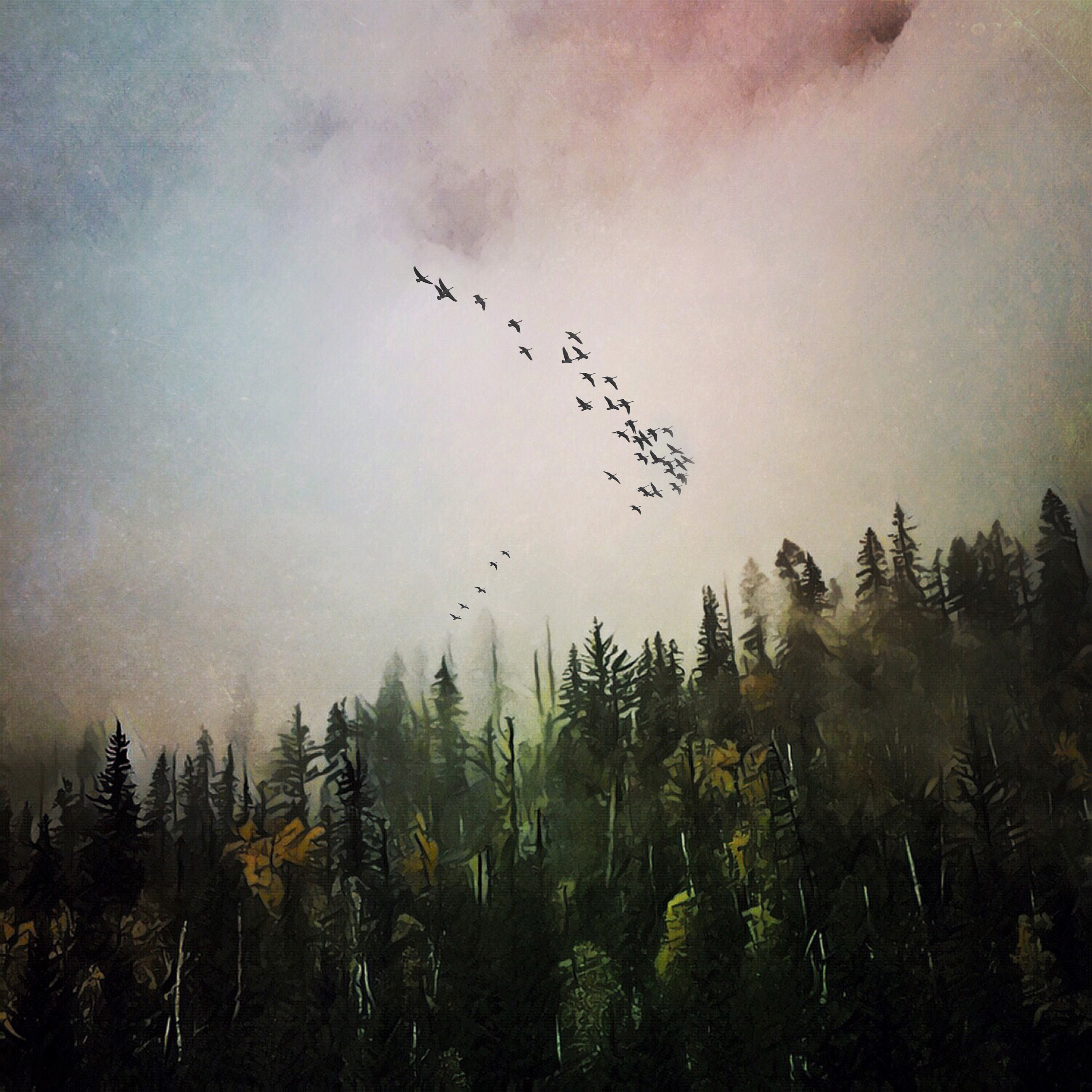 нежные сюрреалистические фотографии пейзажи с птицами. утро туман птицы. птицы над лесом. лес в тумане птицы. туман в живописи.