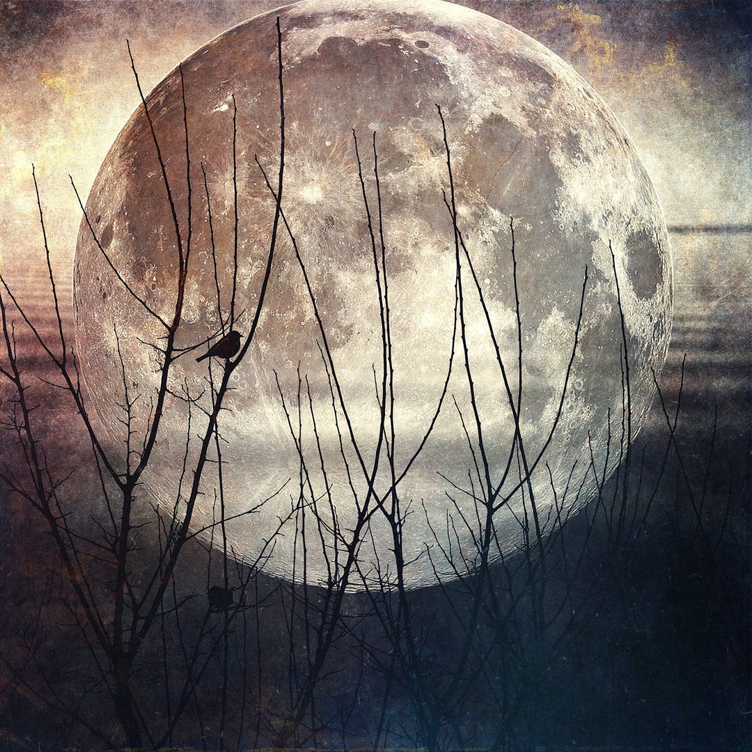 Full Moon Fine Art Photo Bird Branches Landscape Photography - Etsy
