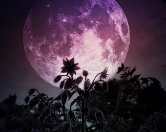 Growth in Darkness PRINT - full super moon photo, surreal landscape fine art home decor libra pink astrology supermoon star flower borage