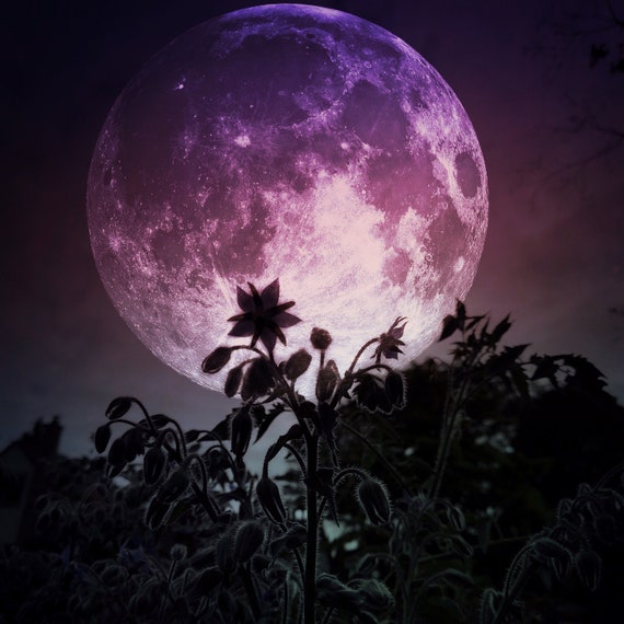 Growth in Darkness PRINT - Full Super Moon Photo, Surreal