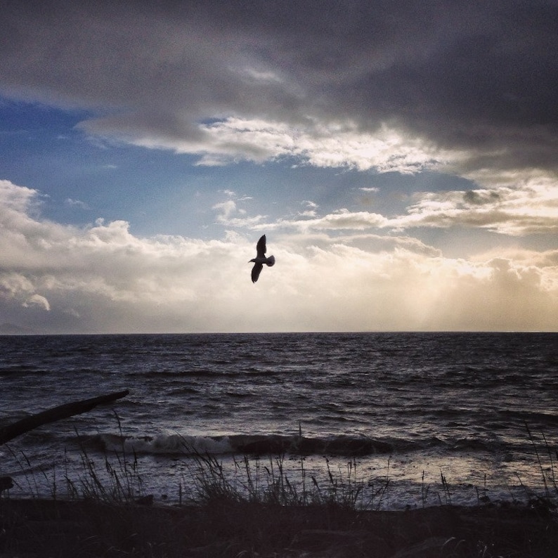 bird flying bedroom decor ocean photography beach decor landscape photo seascape photo Beach photography ocean shore decor seagull