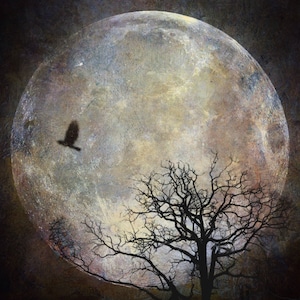 Dreams of the Night PRINT full super moon photo, surreal landscape art photograph tree bird home decor crow raven astrology gothic supermoon