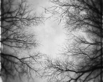 May include: A black and white photograph of bare tree branches against a cloudy sky. The branches are silhouetted against the sky, creating a dramatic and moody image.
